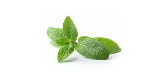 REVVI.PL MENTHA ARVENSIS ICE COLD