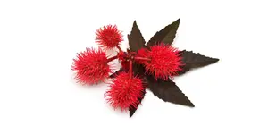 REVVI.PL RICINUS COMMUNIS